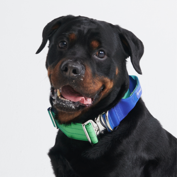 Comfort Control Collar Set - Lime Wave - Image 10