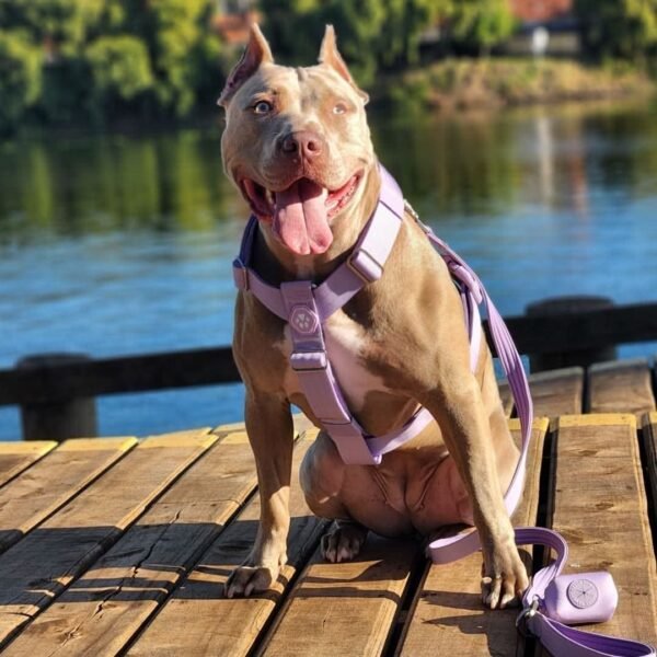 Comfort Control™ No-Pull Dog Harness - Lilac - Image 4