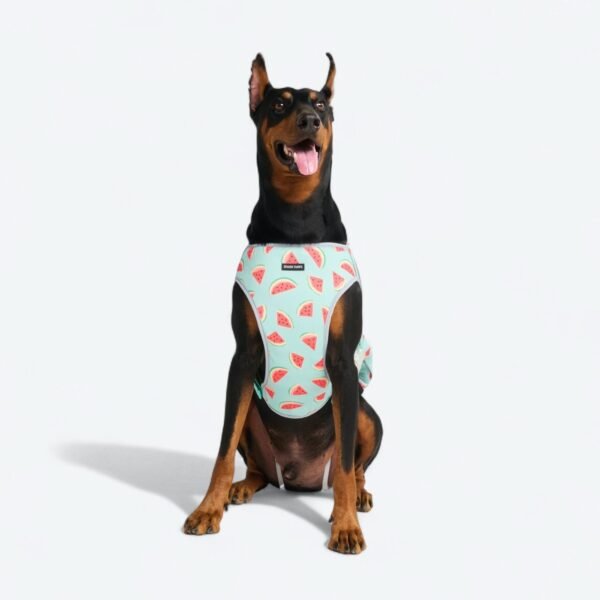 Dog Cooling Vest - Watermelon - Image 6