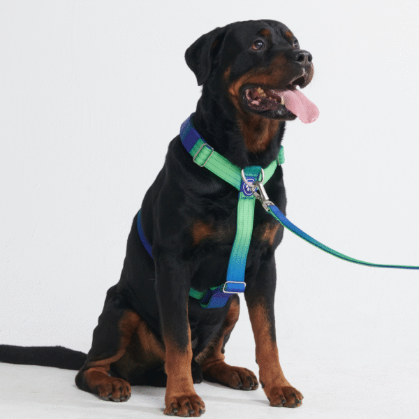 Comfort Control No-Pull Dog Harness Set - Lime Wave - Image 8