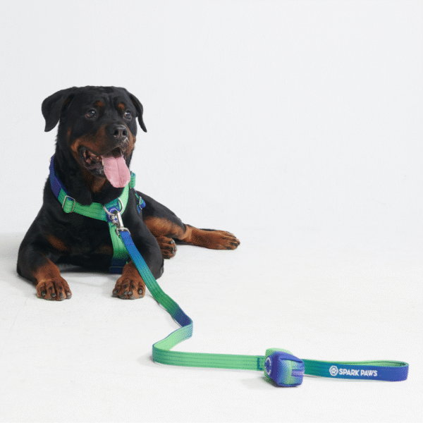 Comfort Control No-Pull Dog Harness Set - Lime Wave - Image 9
