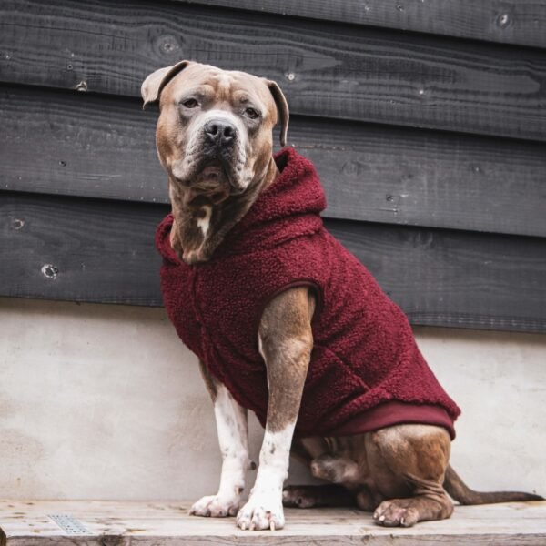 Teddy Sherpa Dog Jacket - Maroon - Image 5