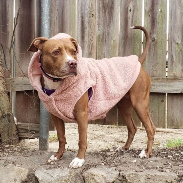 Teddy Sherpa Dog Jacket - Pink - Image 5