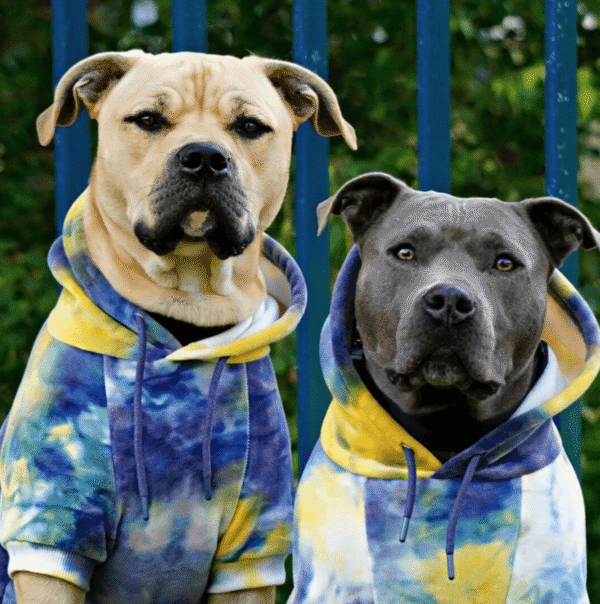 Velvet Dog Hoodie - Nova - Image 3
