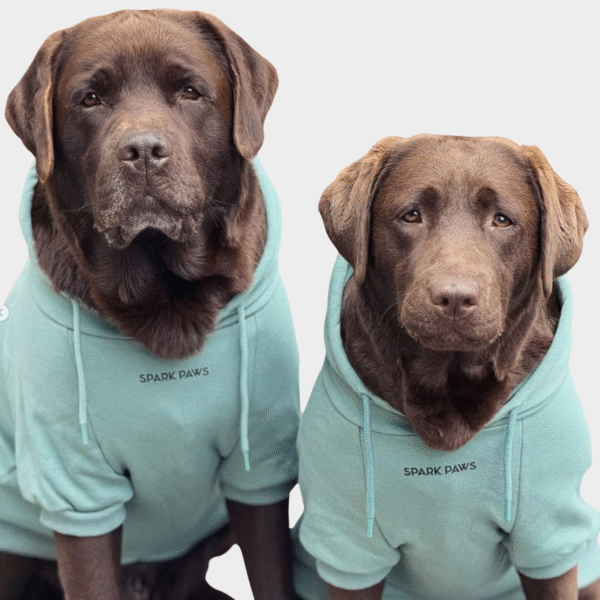 Essential Dog Hoodie - Teal - Image 3
