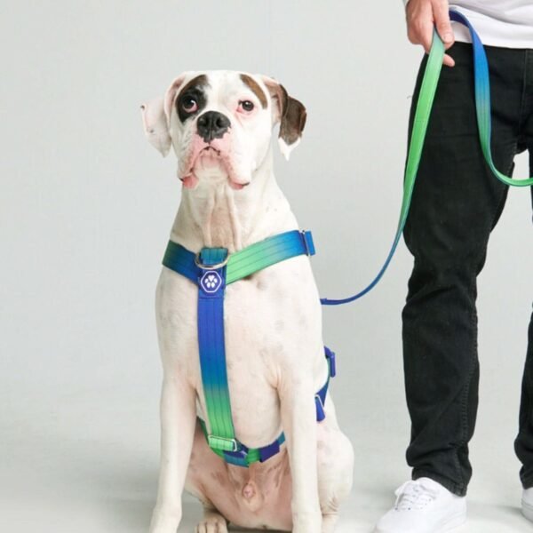 Comfort Control No-Pull Dog Harness Set - Lime Wave - Image 3