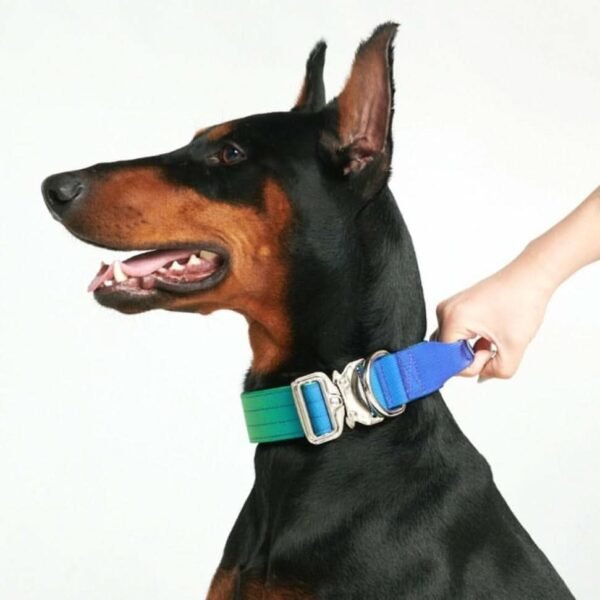 Comfort Control Collar - Lime Wave - Image 7